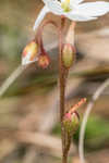 dwarf sundew